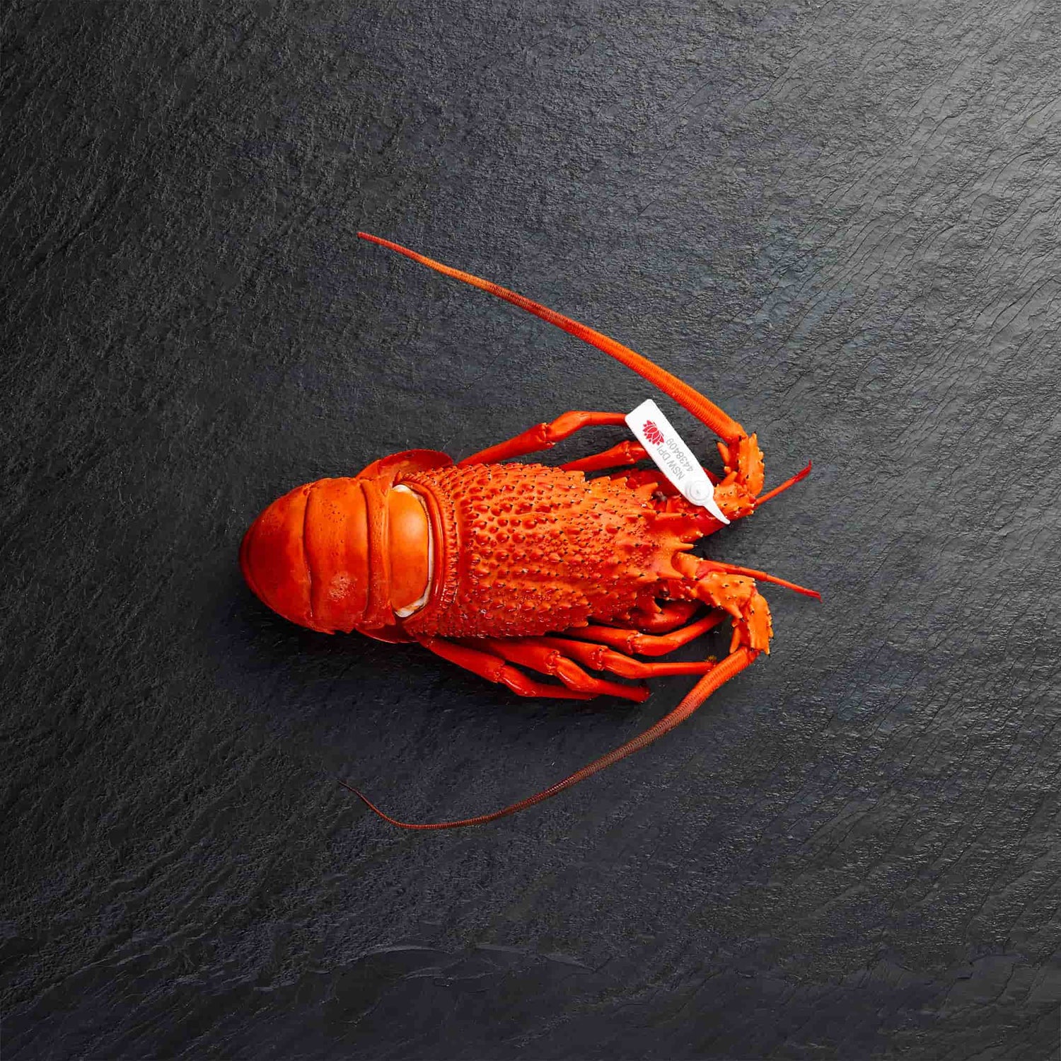 Frozen Lobster - Pearl Seafoods