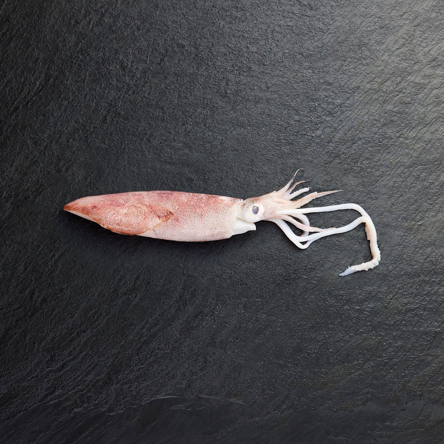 Frozen Squid - Pearl Seafoods