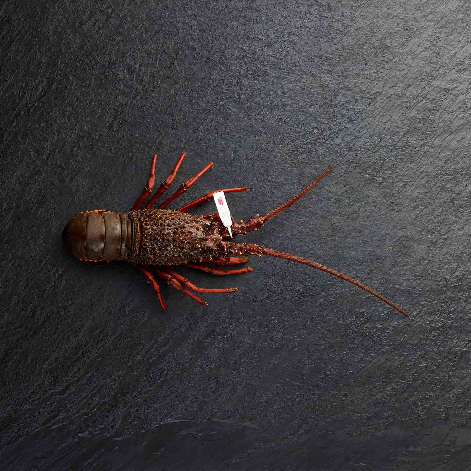 Live Lobster - Pearl Seafoods
