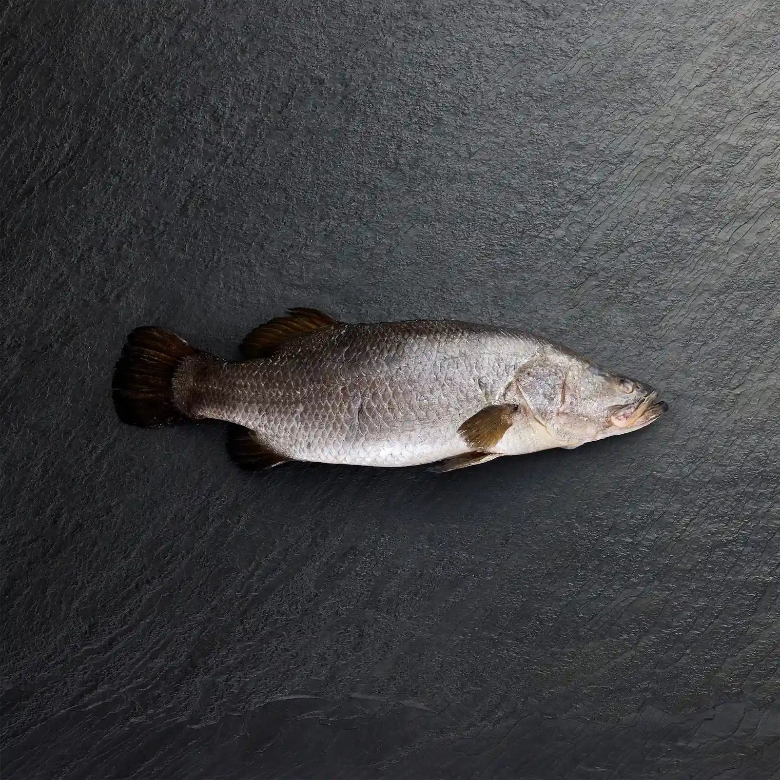 Fresh Whole Barramundi - Pearl Seafoods