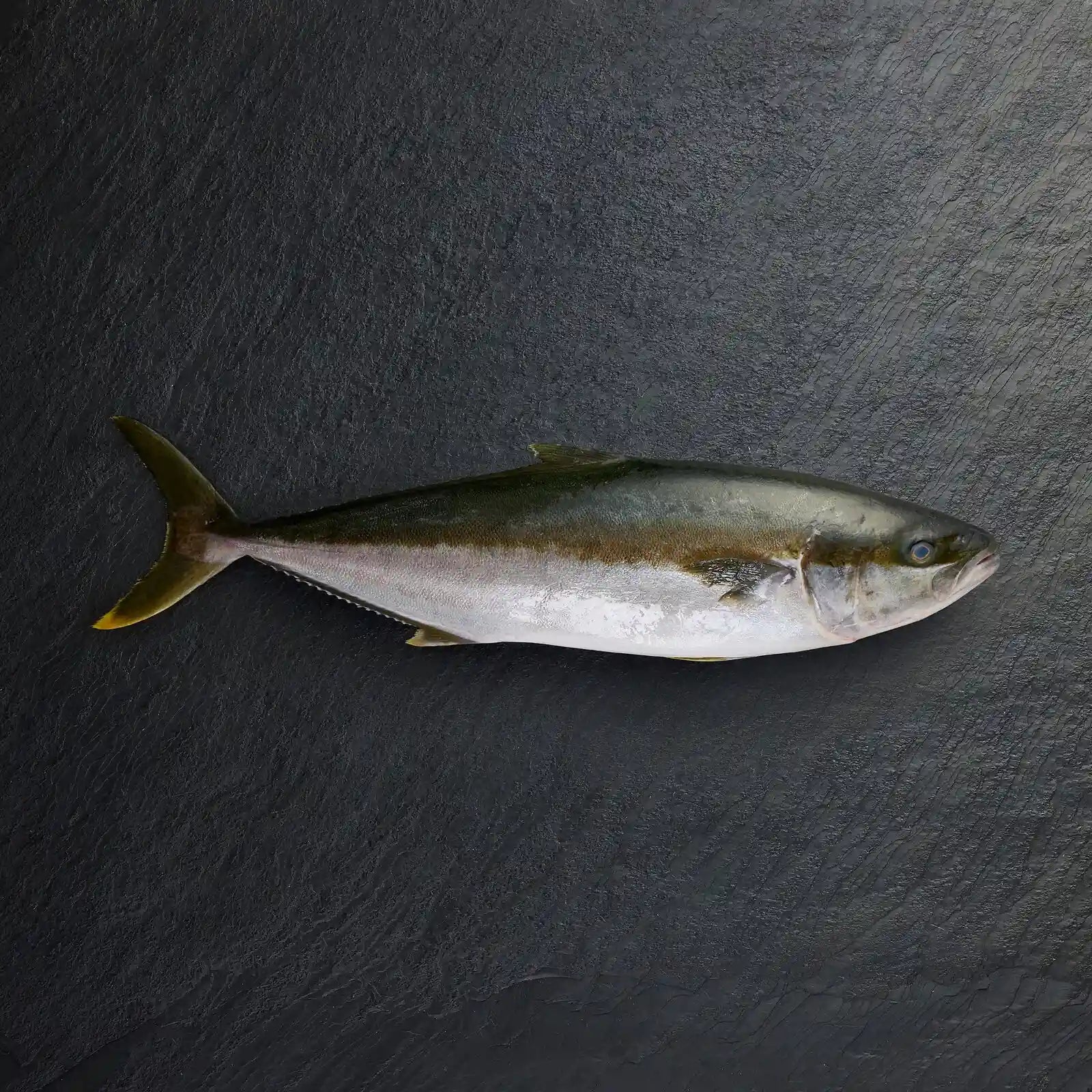 Fresh Whole Hiramasa Kingfish - Pearl Seafoods