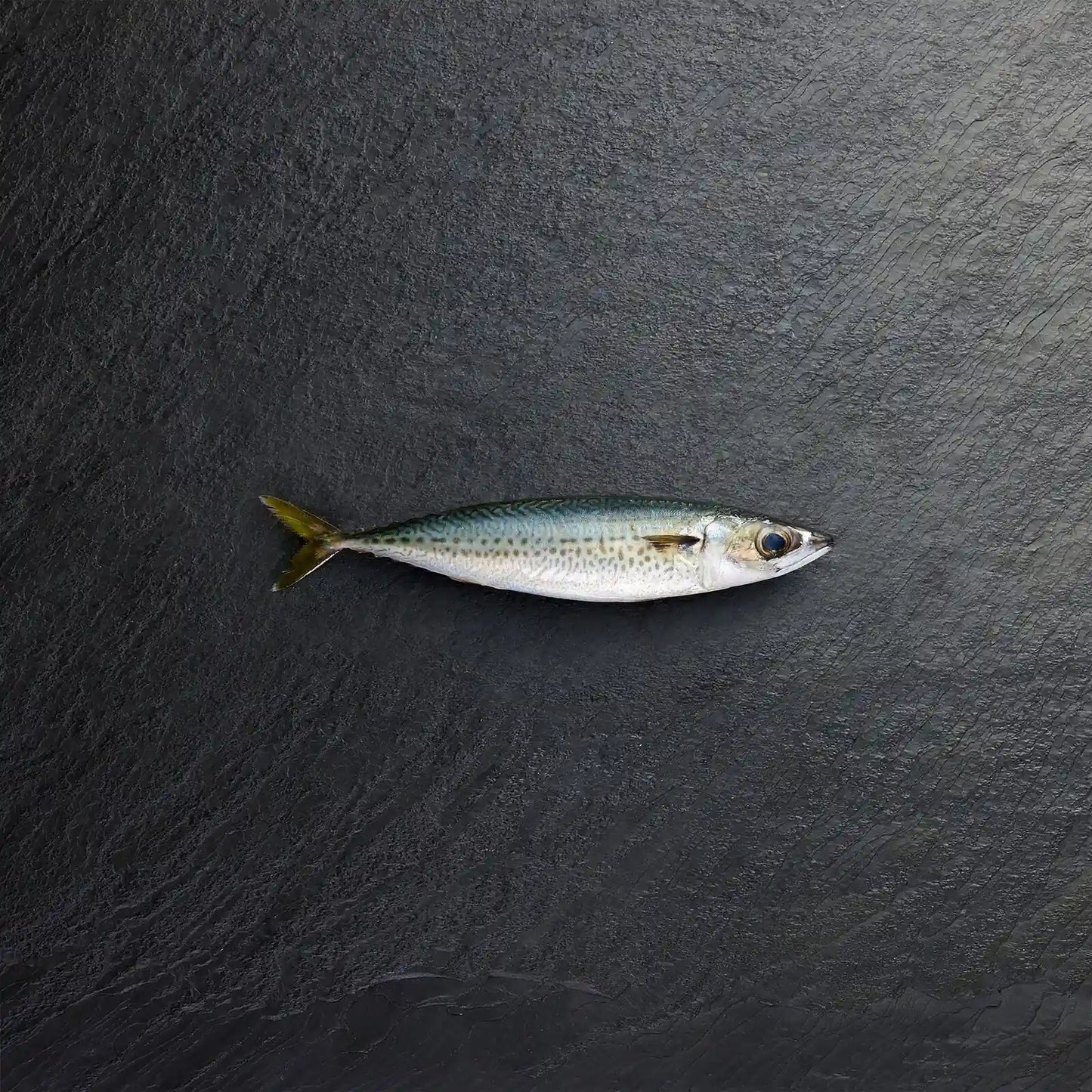 Fresh Whole Blue Mackerel - Pearl Seafoods