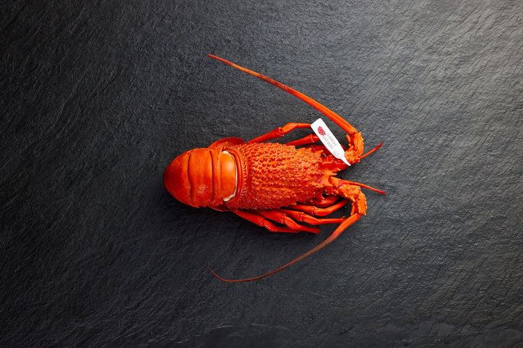 Chilled Lobster