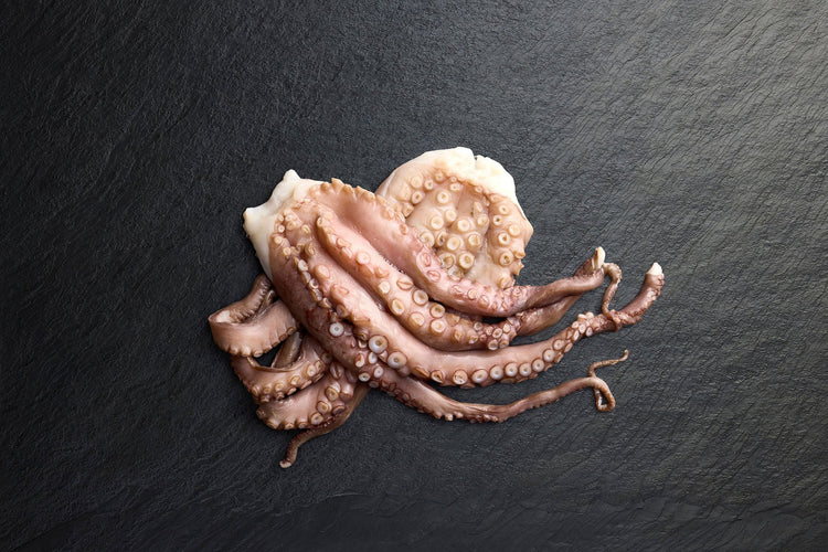 Frozen Octopus