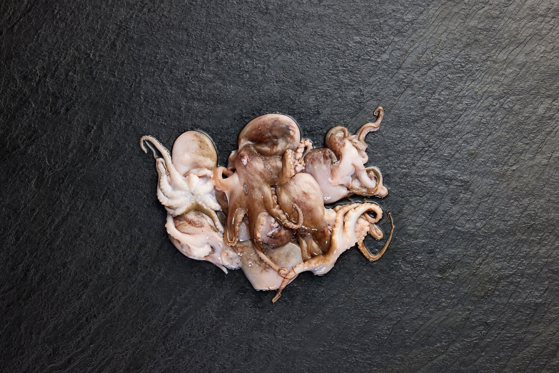 Frozen Baby Octopus