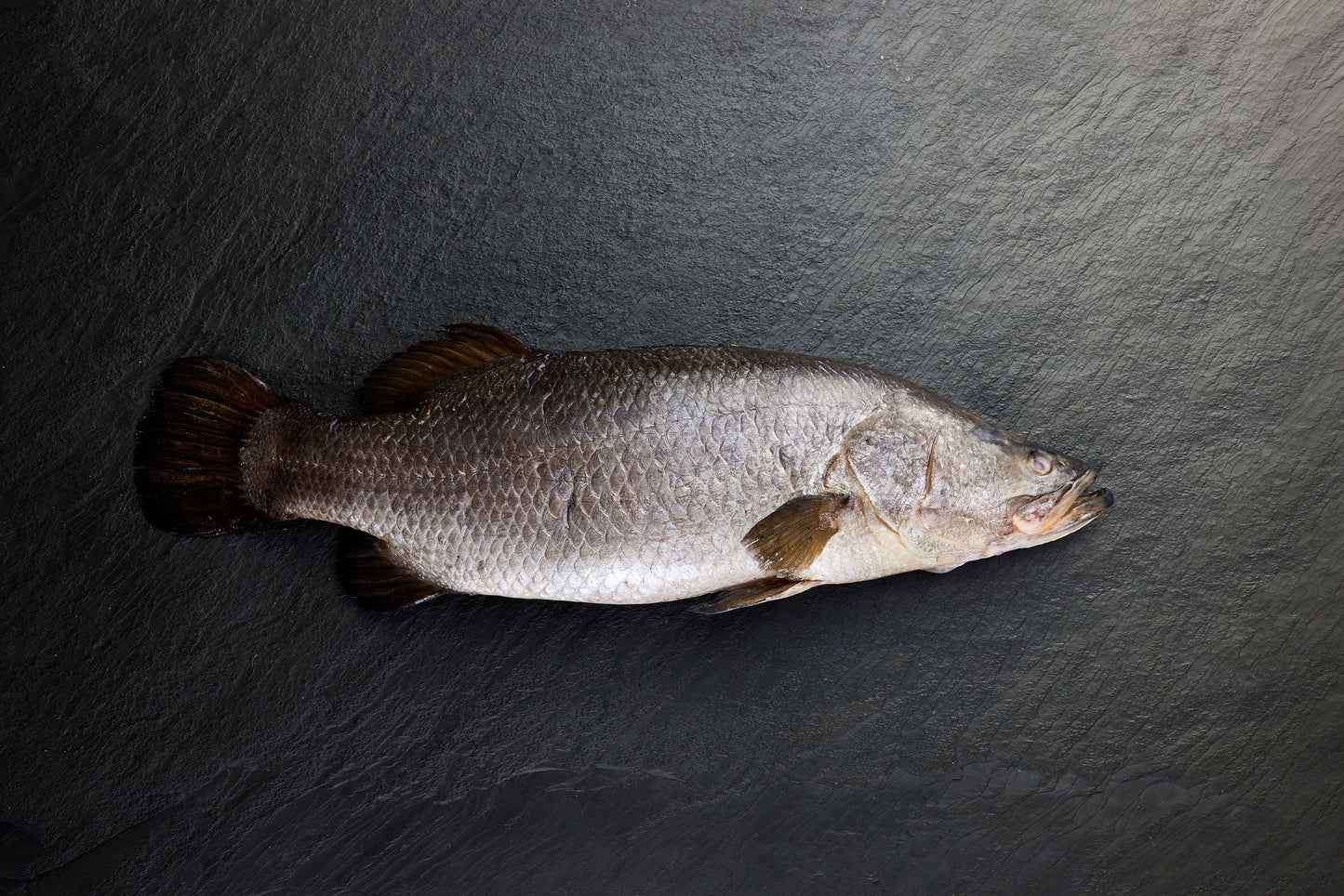 Chilled Barramundi Whole