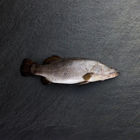 Fresh Whole Barramundi
