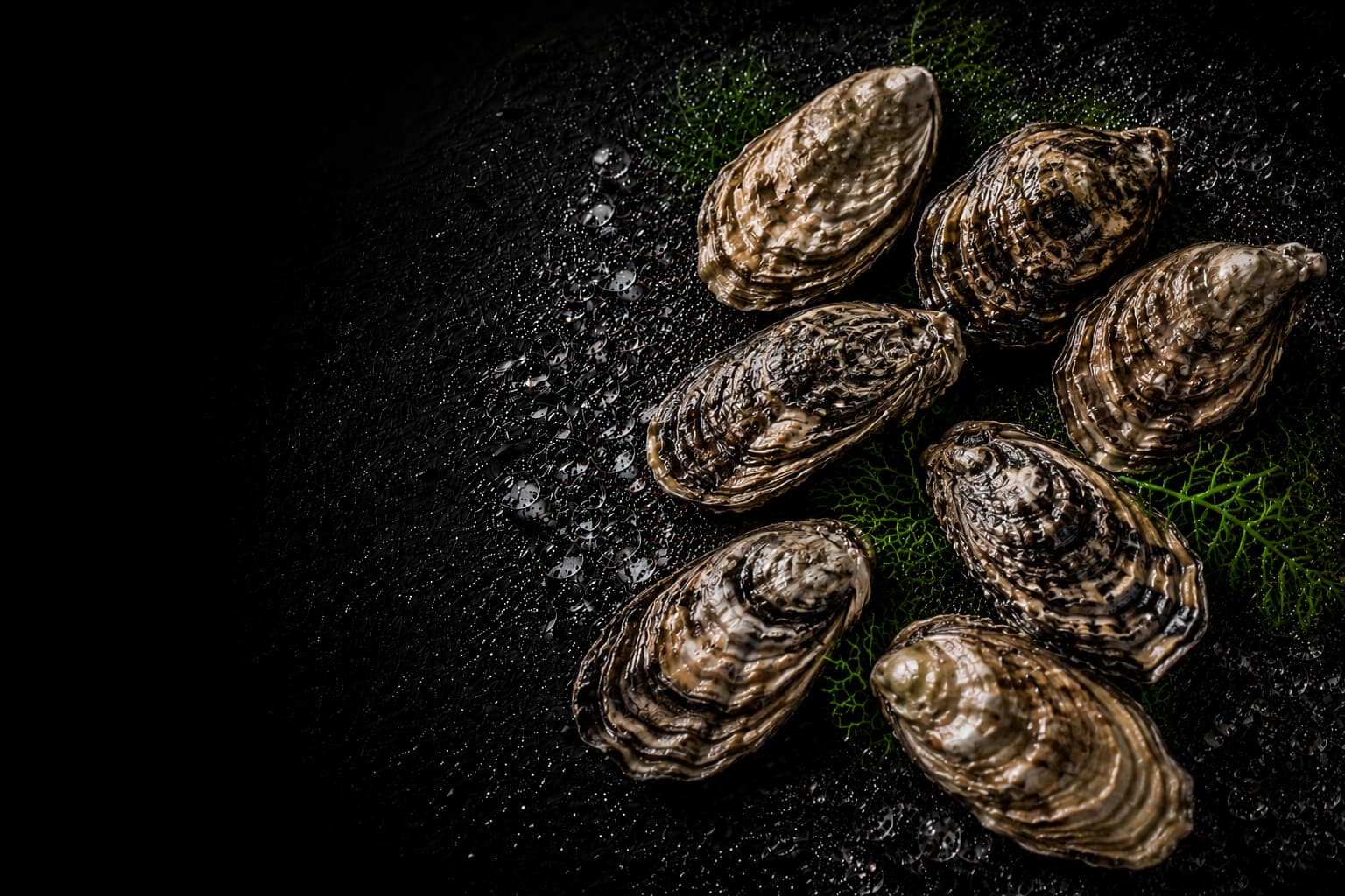 Raw oysters on a dark surface with a black background