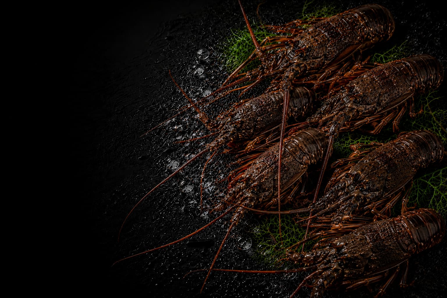 Two lobsters on a dark surface with a focus on texture and detail.
