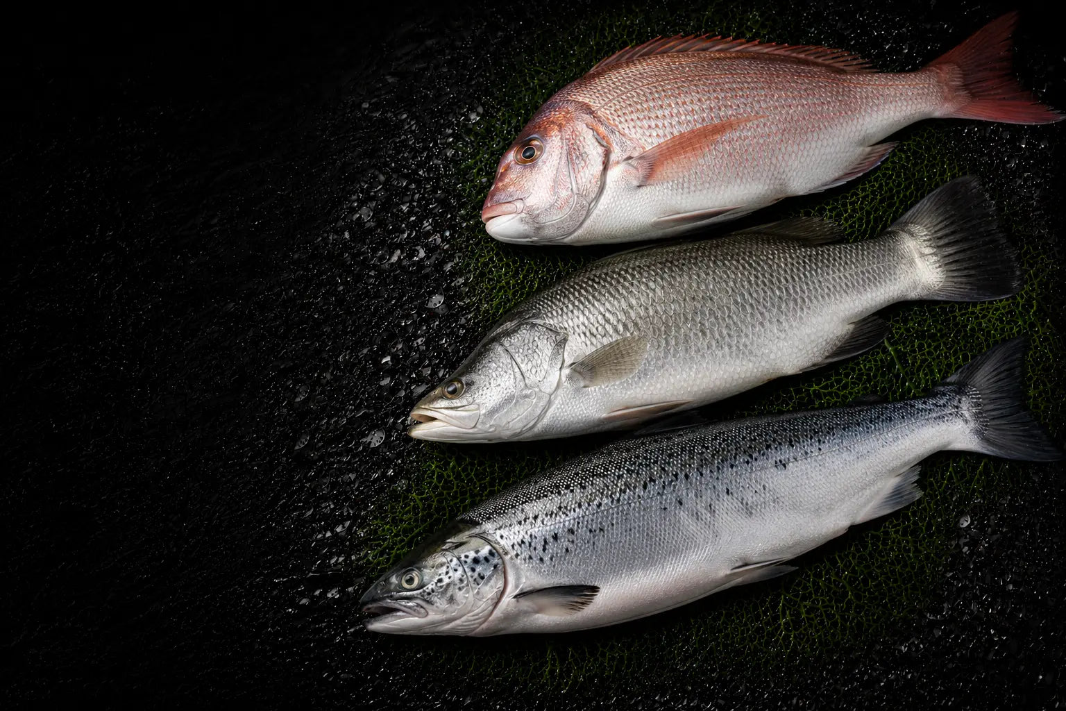 Three types of fish on a dark surface