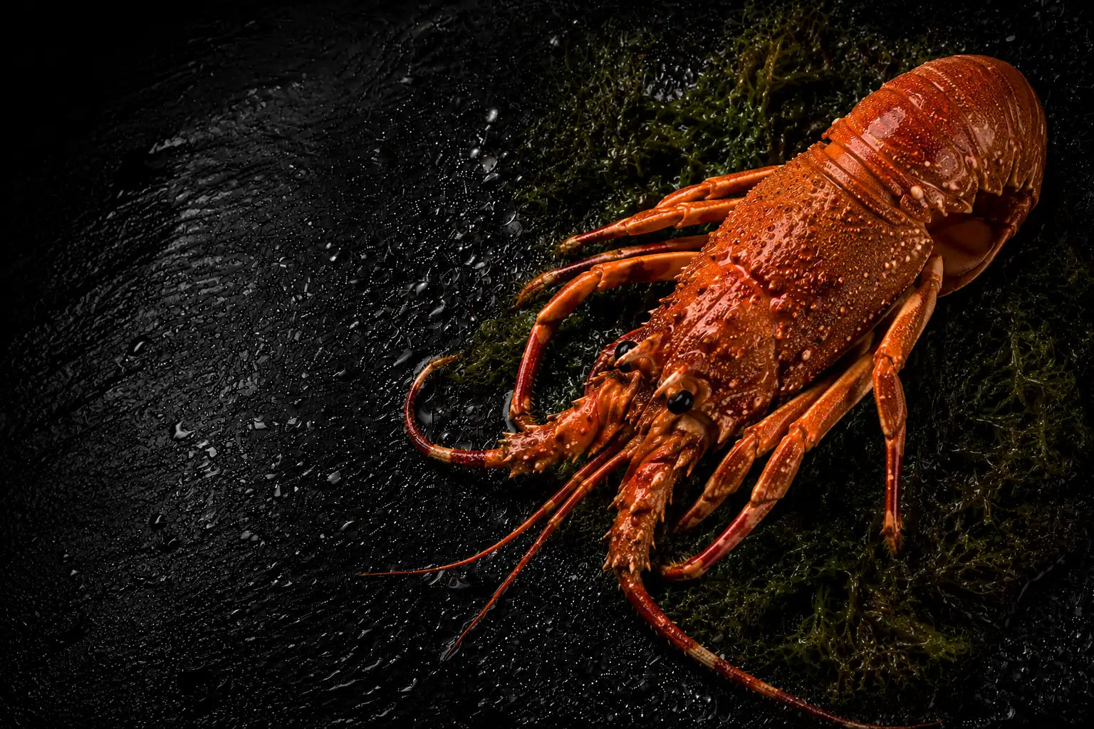 Red lobster on a dark textured surface