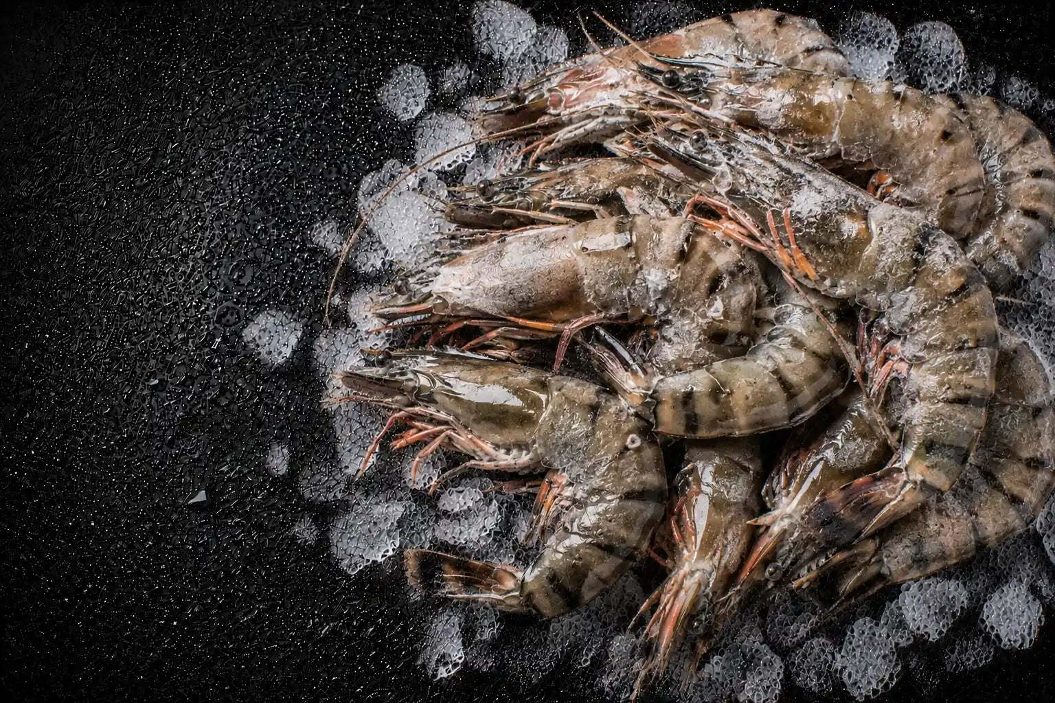 Raw shrimp on a bed of ice with a dark background