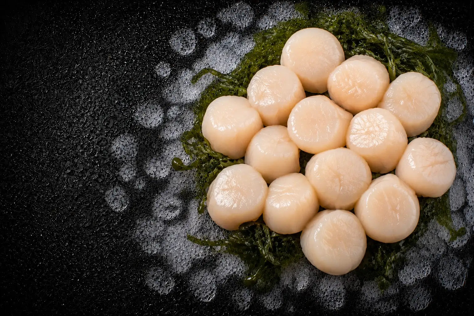 Scallops arranged on a bed of seaweed with a dark background