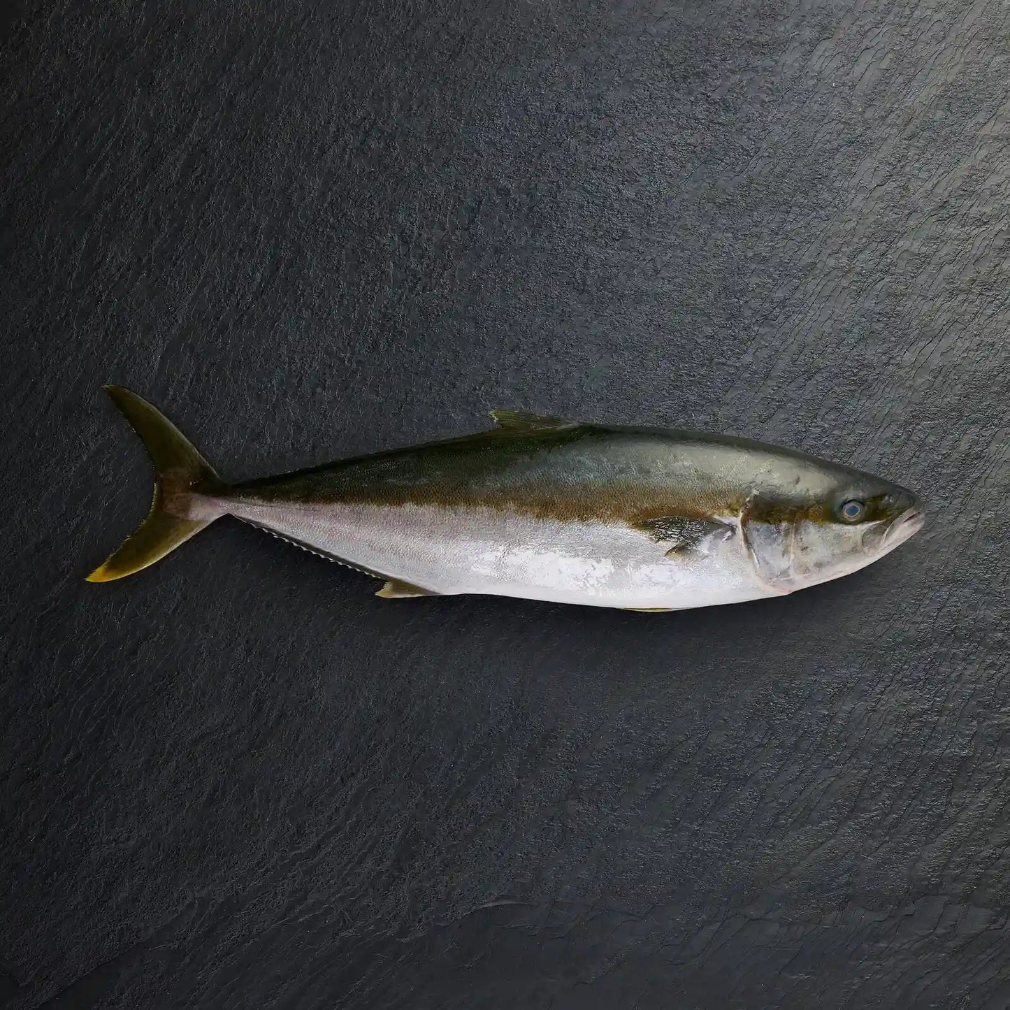 Fresh Whole Hiramasa Kingfish