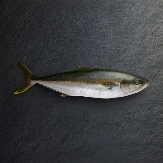 Fresh Whole Hiramasa Kingfish