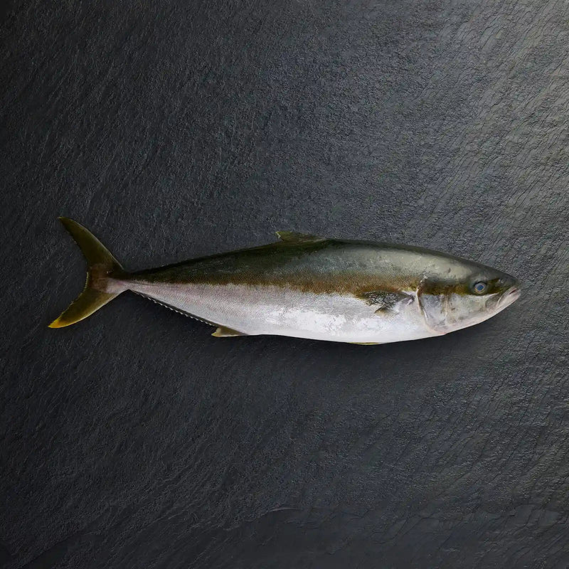 Fresh Whole Hiramasa Kingfish - Pearl Seafoods