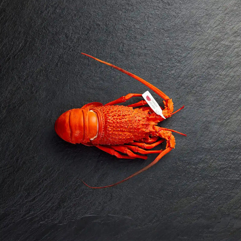 Fresh Cooked Eastern Rock Lobster - Pearl Seafoods