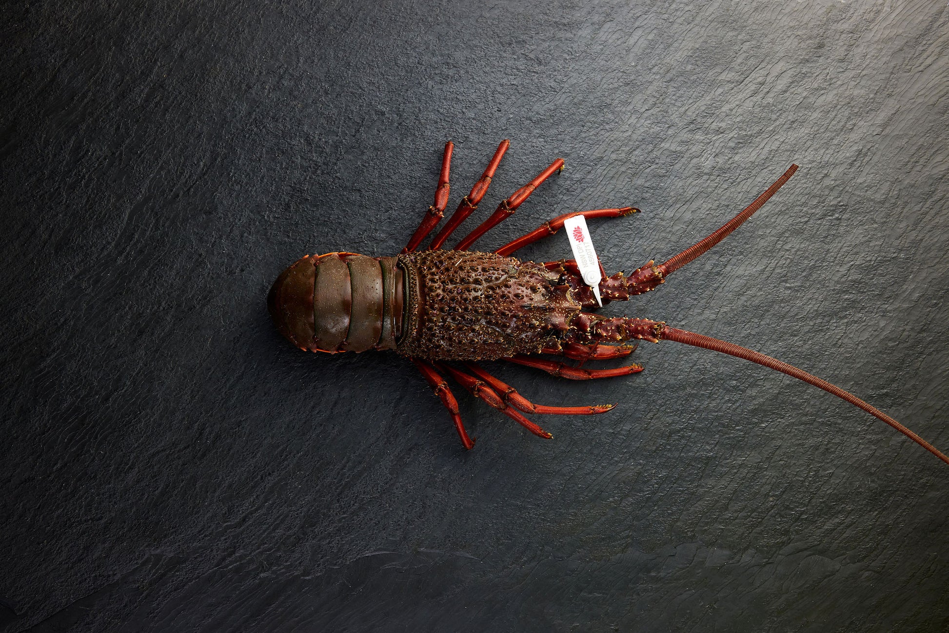 Live Eastern Rock Lobster