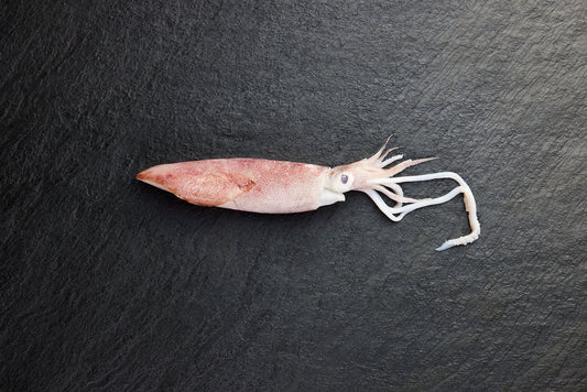  Frozen Loligo Squid