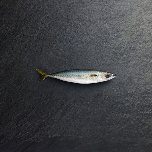Fresh Whole Blue Mackerel