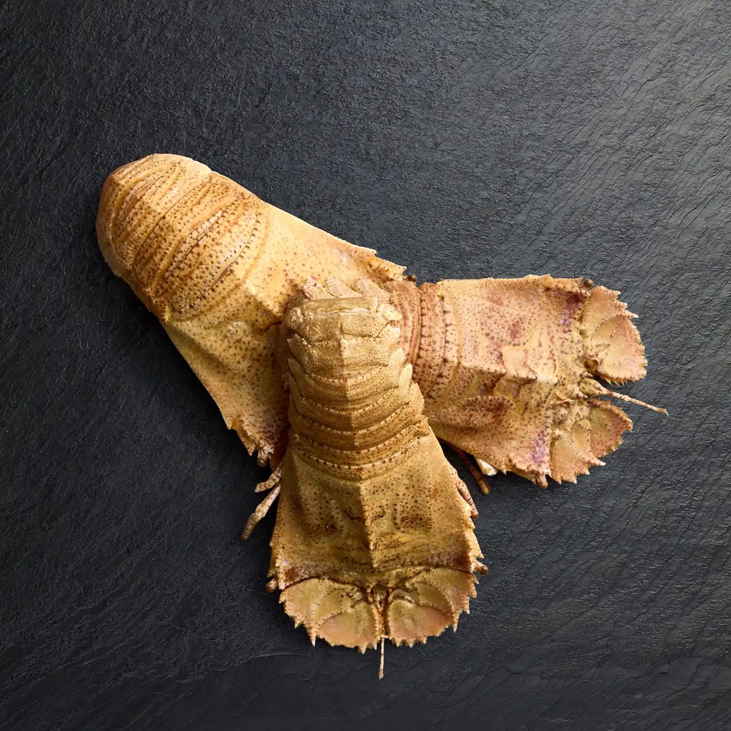 Fresh Moreton Bay Bugs - Pearl Seafoods