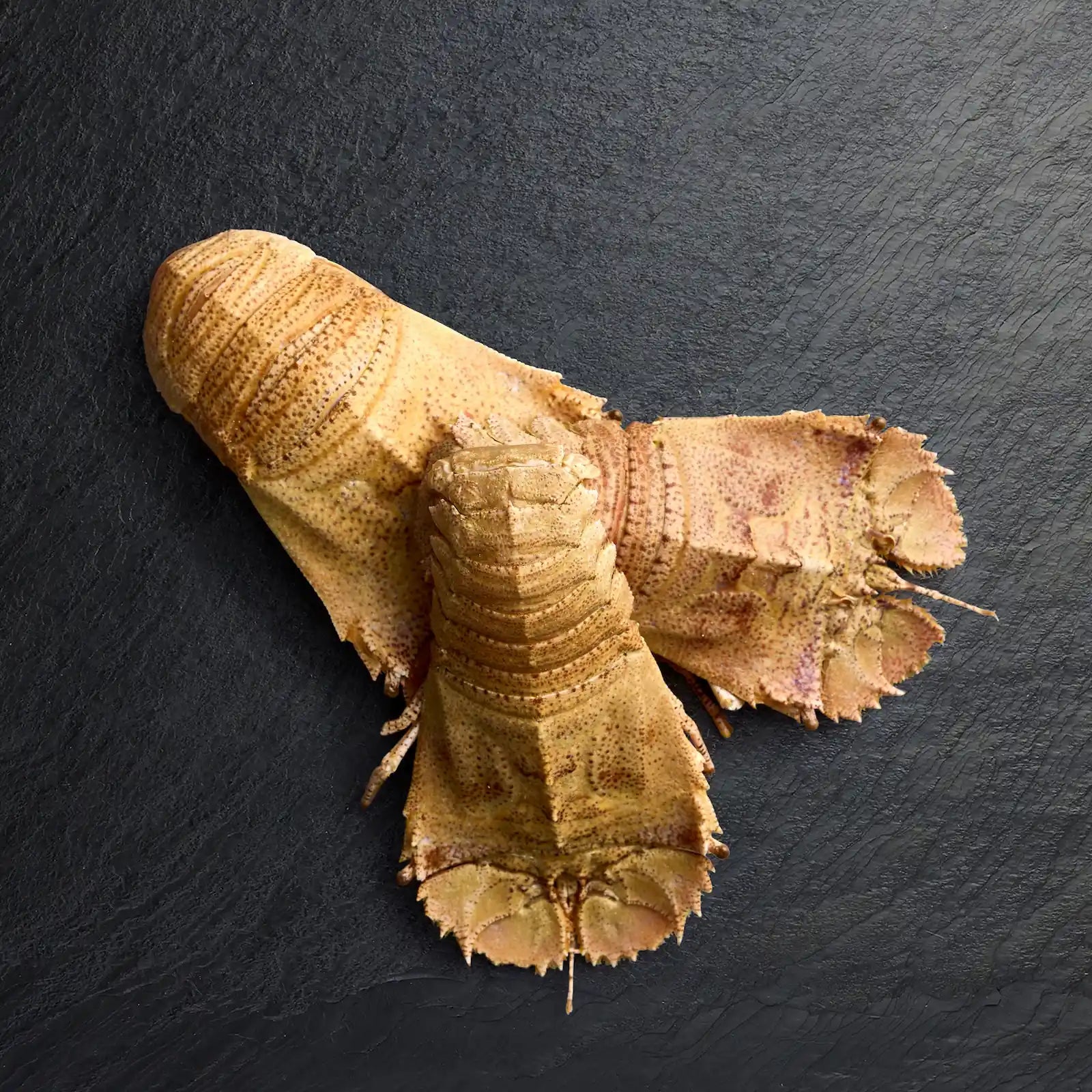 Fresh Moreton Bay Bugs - Pearl Seafoods