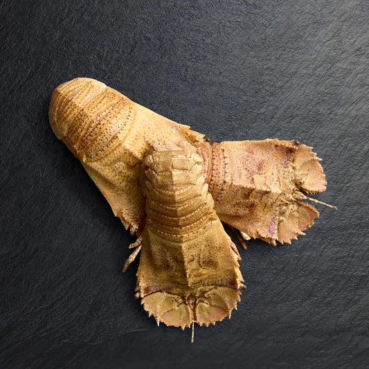 Fresh Moreton Bay Bugs - Pearl Seafoods