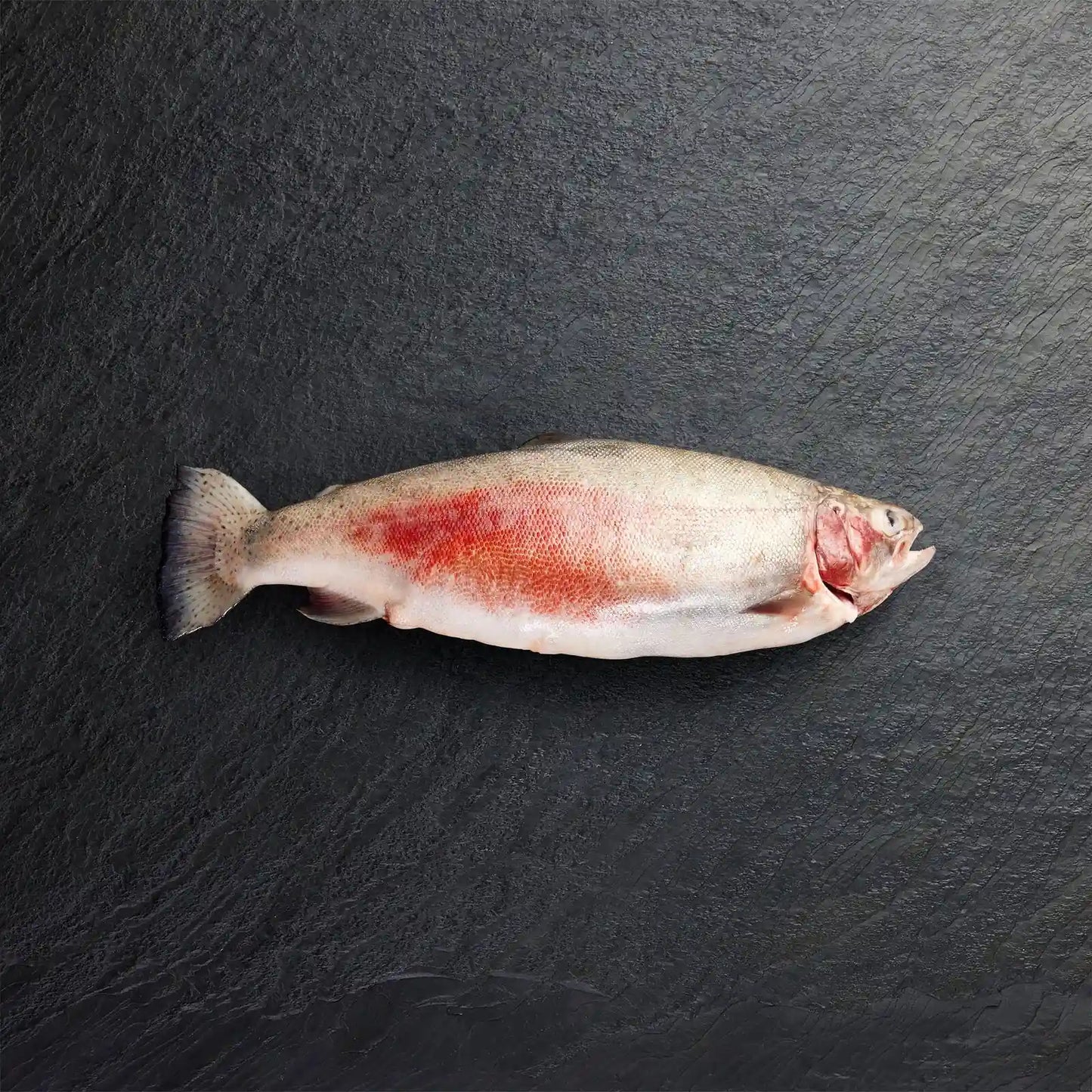 Fresh Whole Ocean Trout