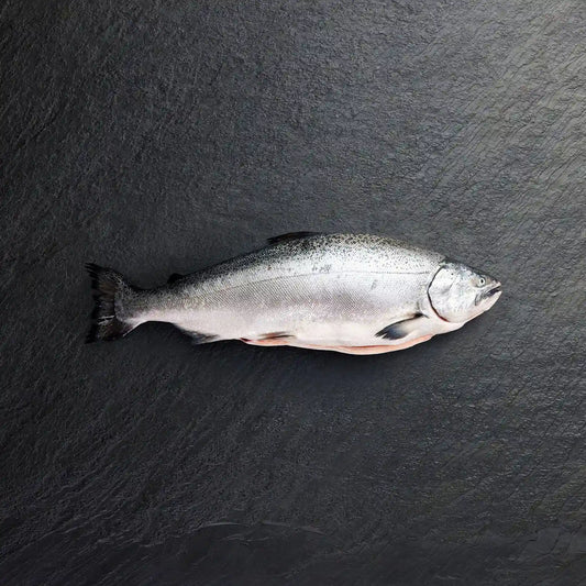 Fresh Whole Ora King Salmon