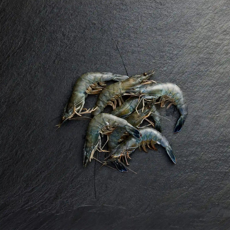 Frozen Paradise Prawns - Pearl Seafoods