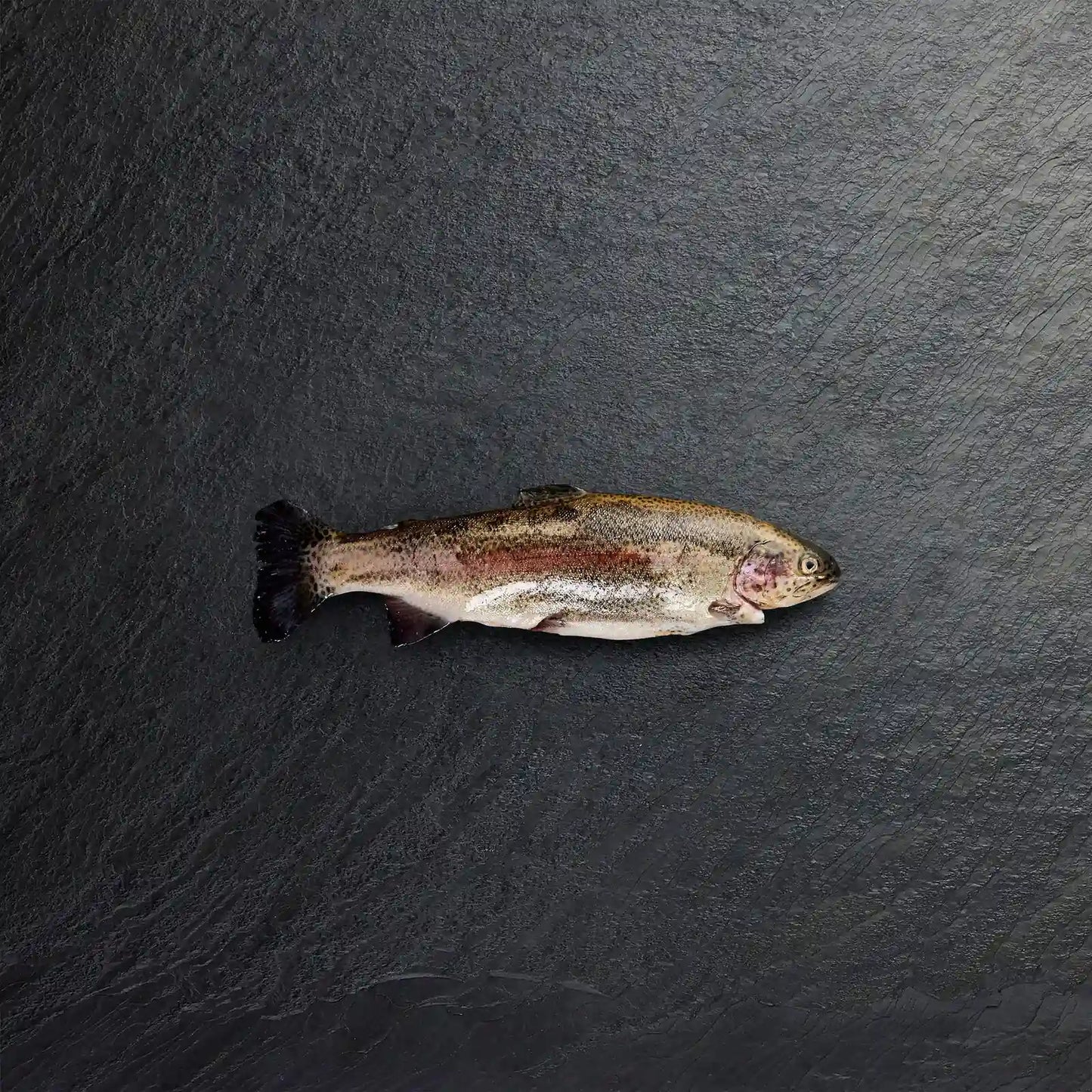 Fresh Whole Rainbow Trout
