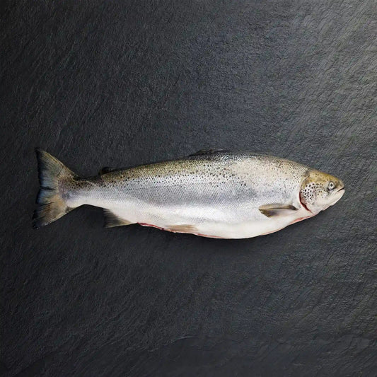 Fresh Whole Atlantic Salmon