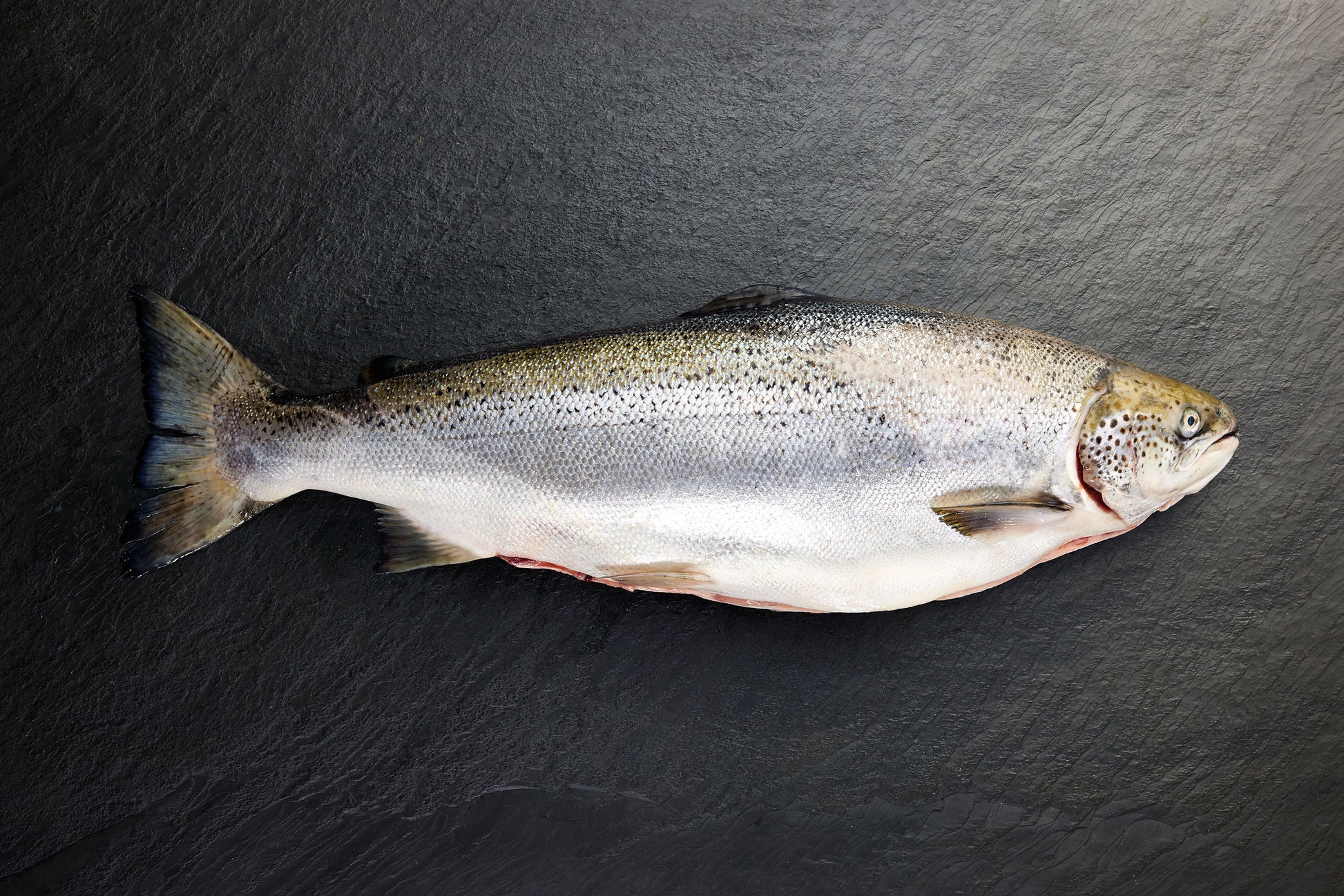  Chilled Atlantic Salmon Whole