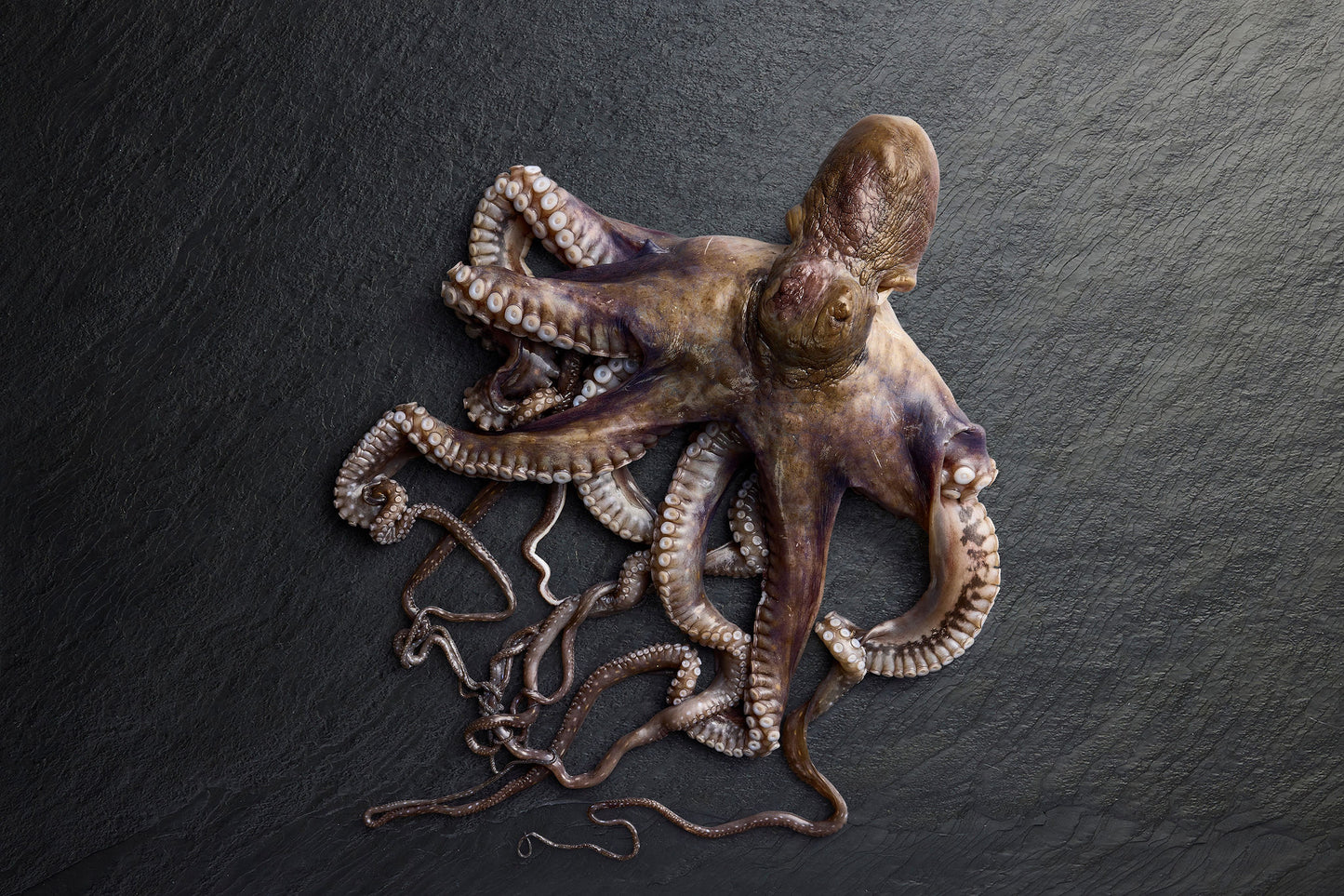 Frozen Whole Cleaned Octopus