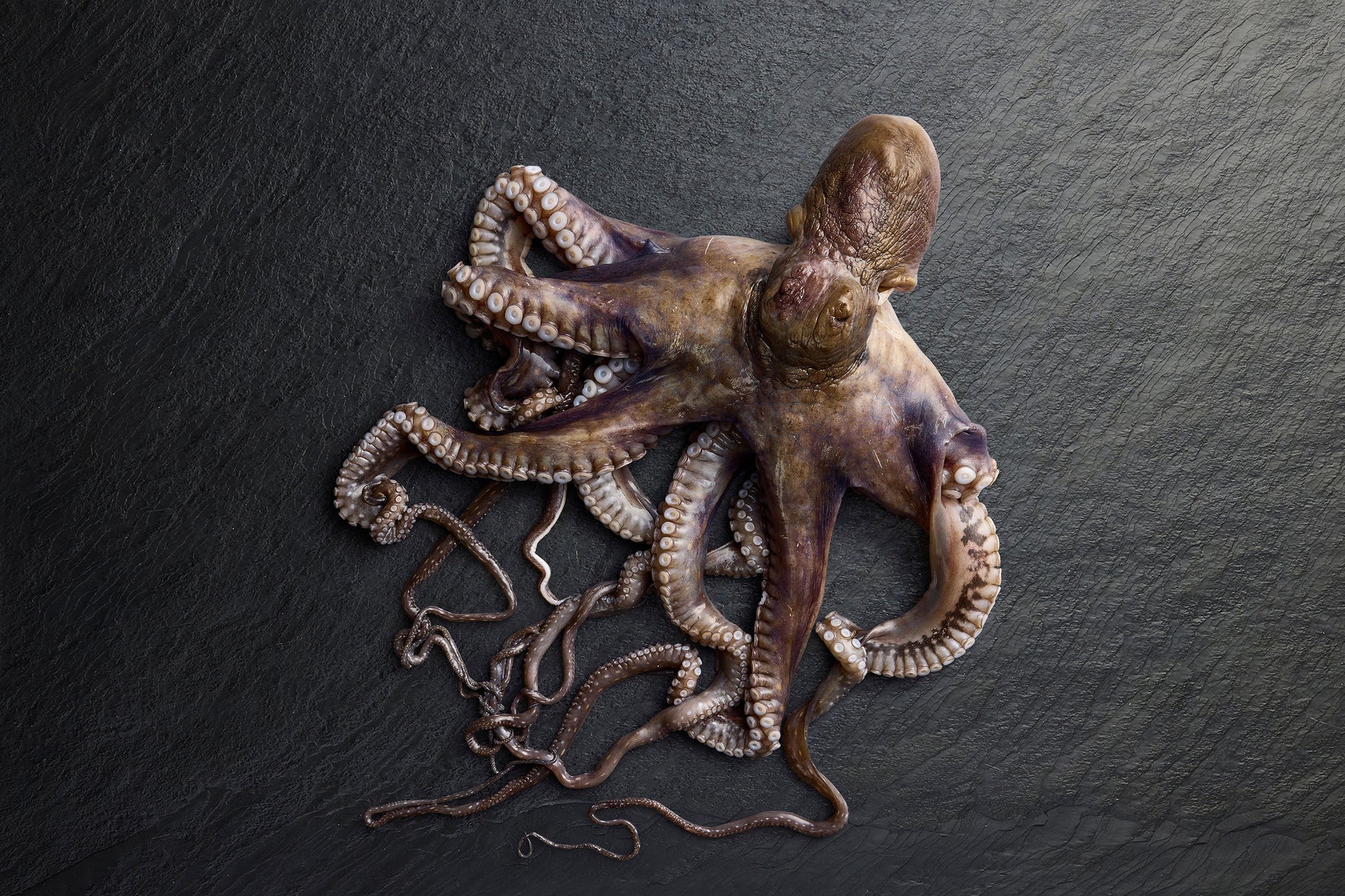 Frozen Whole Cleaned Octopus