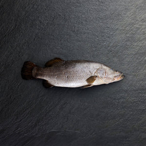 Chilled Barramundi Whole