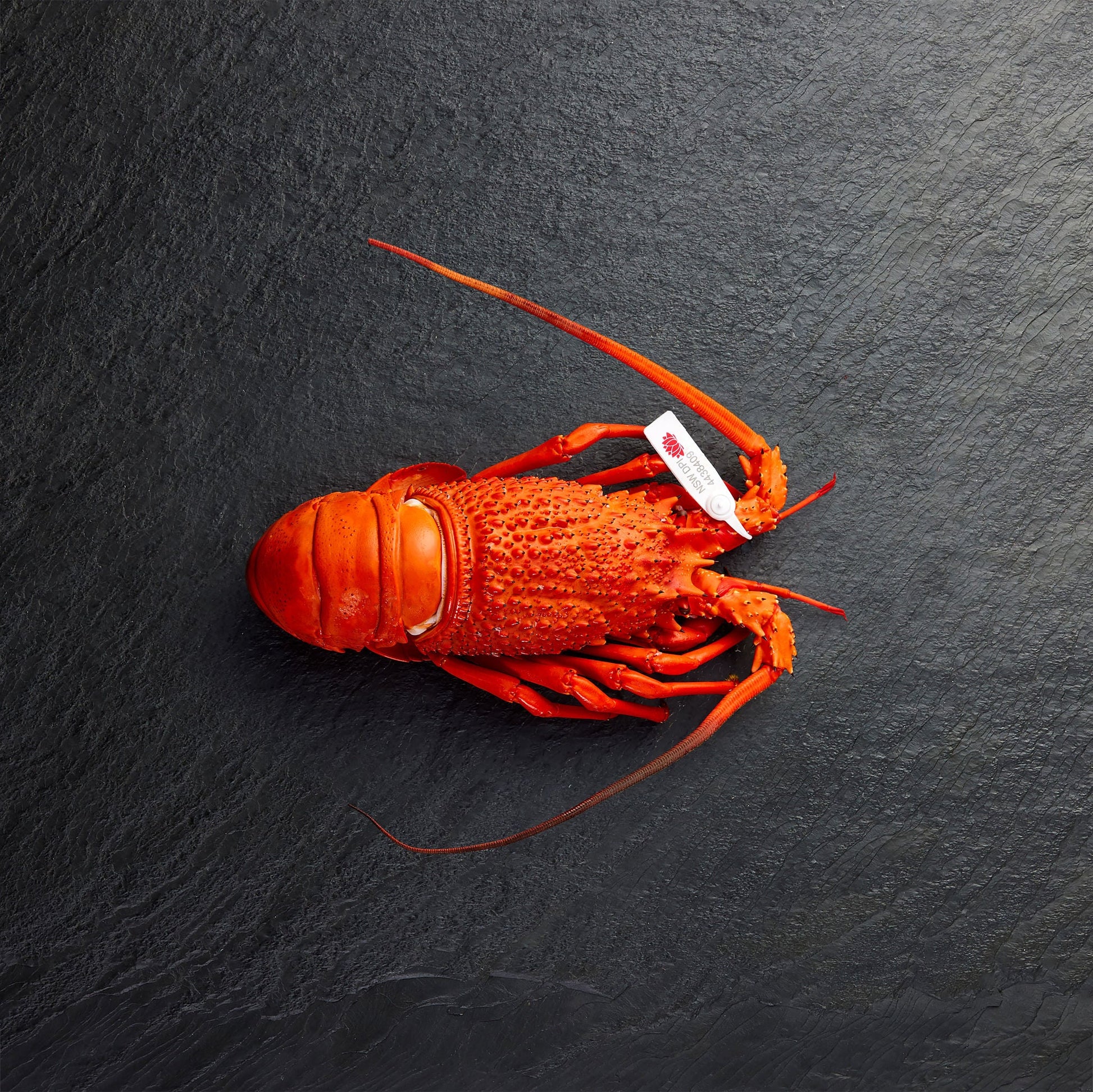 Chilled Eastern Rock Lobster Cooked - Pearl Seafoods