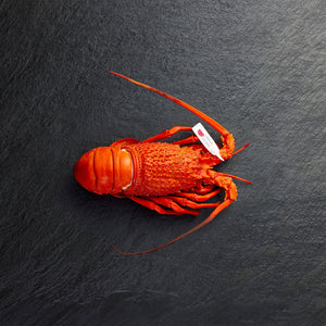 Chilled Eastern Rock Lobster Cooked