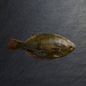 Chilled Flounder Whole