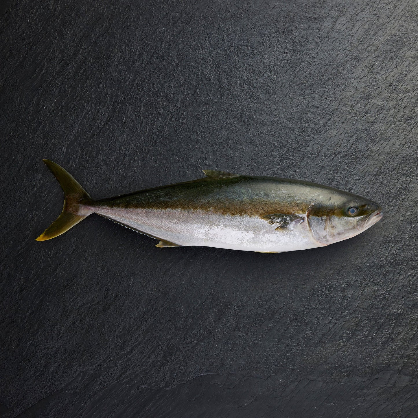 Chilled Hiramasa Kingfish Whole - Pearl Seafoods