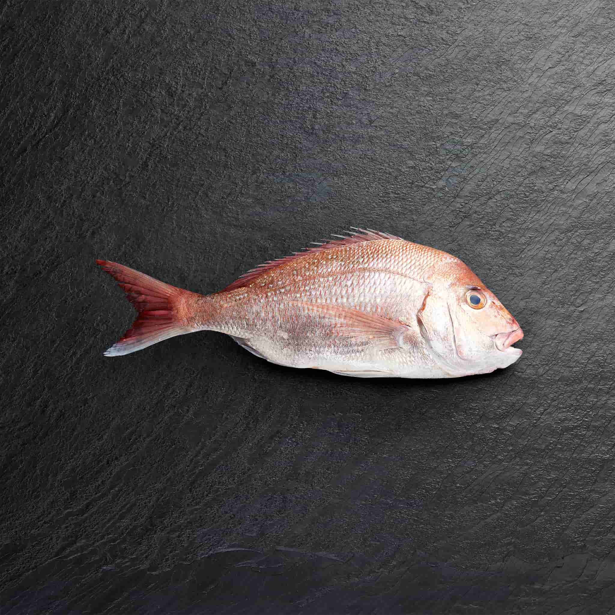 Snapper Too Many Undersized Snapper Caught MPI | RNZ News