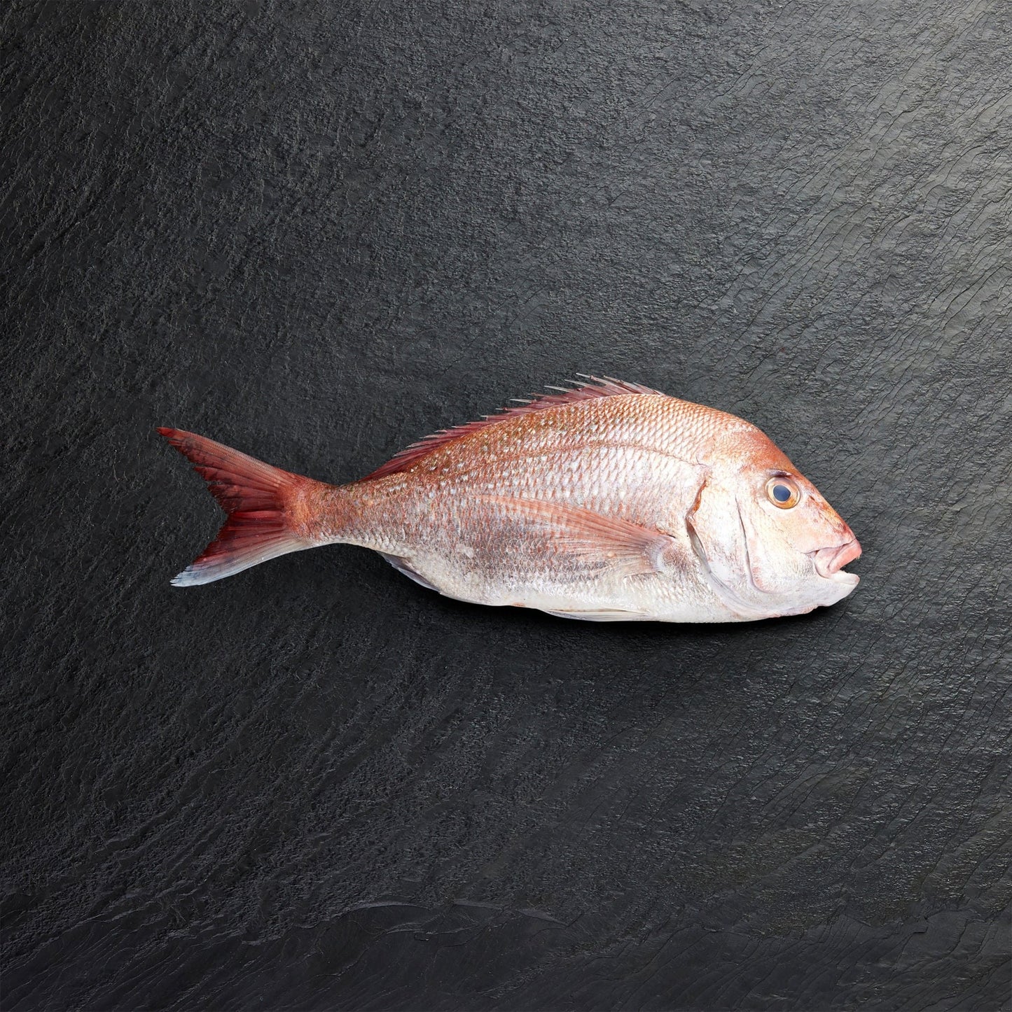 Chilled Snapper Whole - Pearl Seafoods