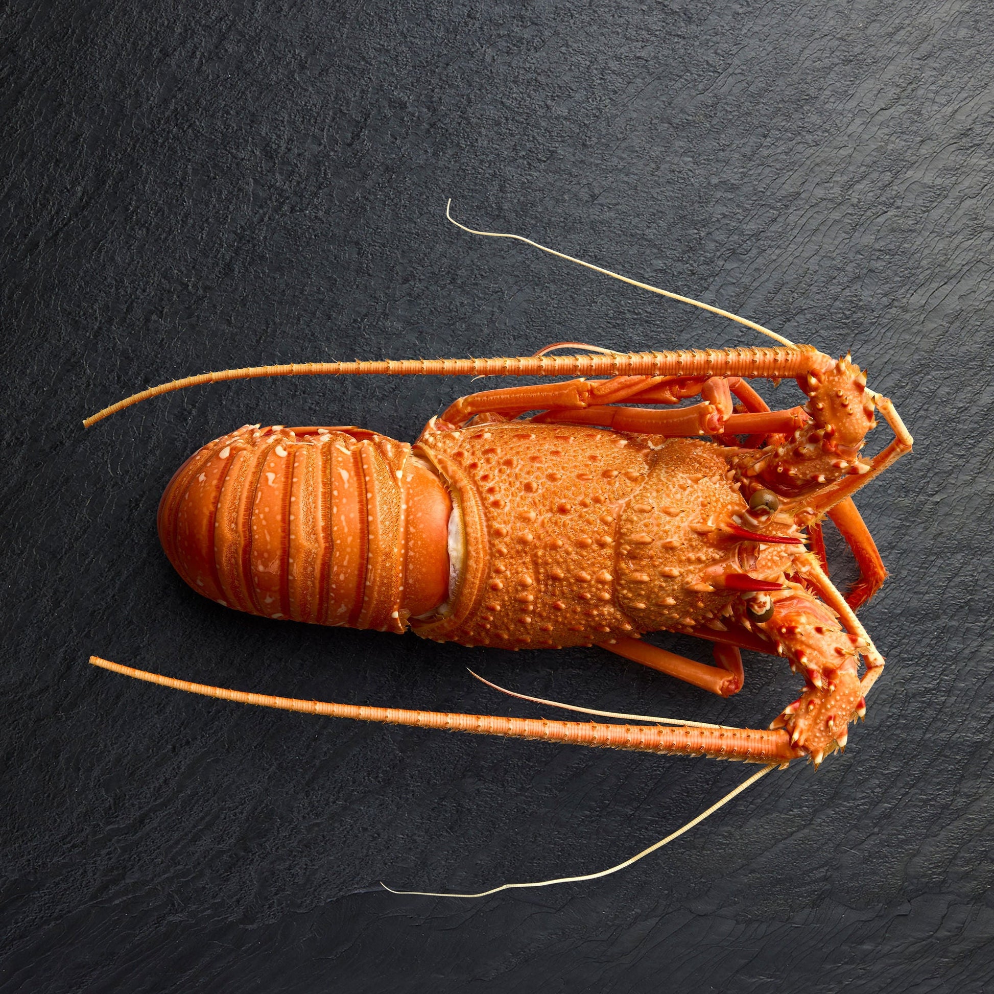 Frozen Western Rock Lobster Cooked - Pearl Seafoods