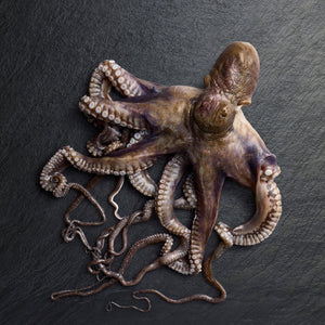 Frozen Whole Cleaned Octopus