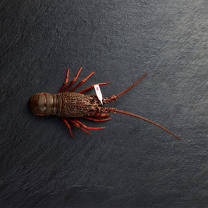 Live Eastern Rock Lobster