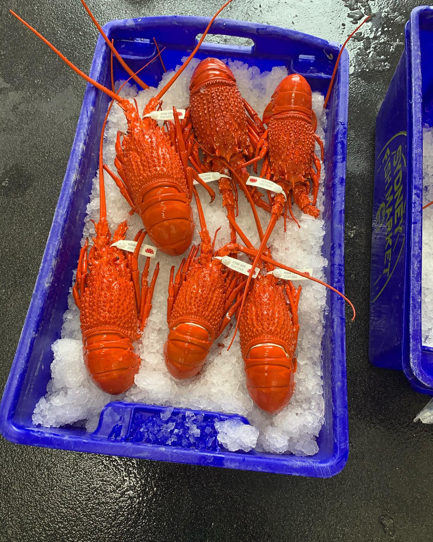 Freshly cooked Eastern Rock Lobsters arranged in a supplier's crate, showcasing their vibrant red shells and premium quality.