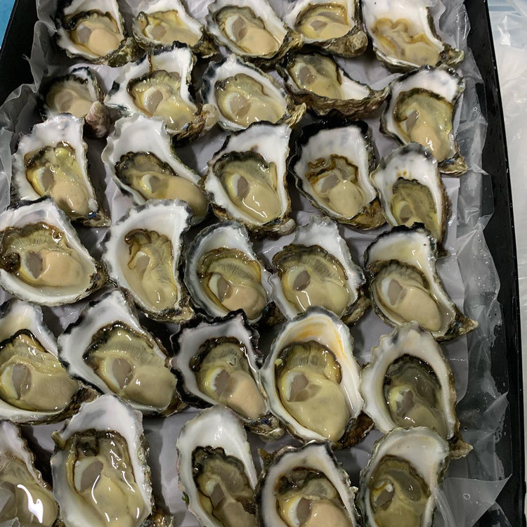 Fresh Sydney Rock oysters on the half shell, displayed on ice, ready to order online in Sydney for delivery